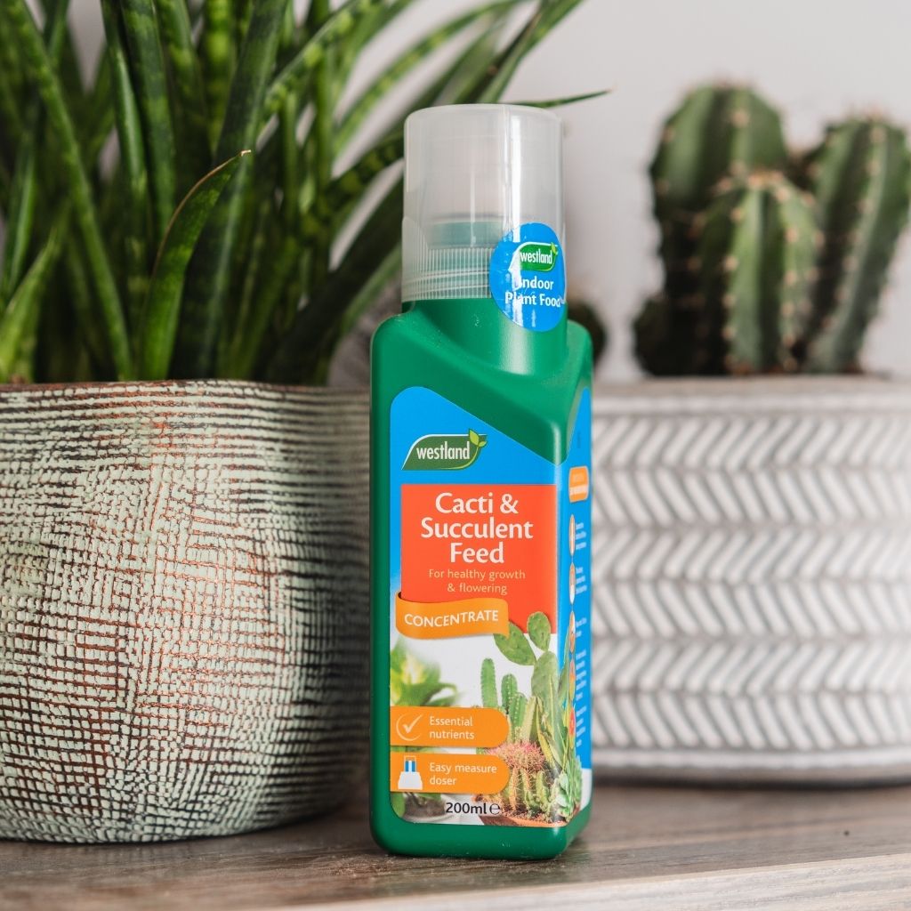Westland Cacti & Succulent Feed 200ml P&R Garden Supplies